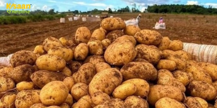 आलू की नई किस्म अधिक तापमान में भी देगी बंपर पैदावार, जानिए इस किस्म के बारे में